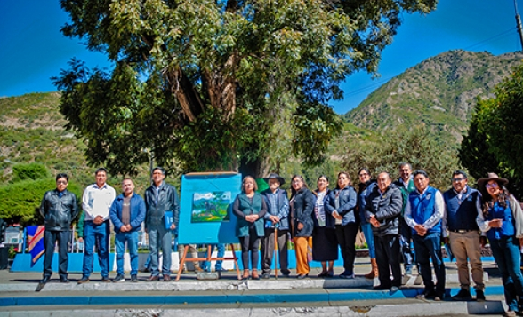 HISTÓRICO CEDRO DE MÁS DE 400 AÑOS EN CHALHUANCA ES DECLARADO ÁRBOL PATRIMONIAL
